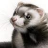 Nifskope Utilitaire Pour Fichier Nif- Mw & Oblivion - dernier message par le suricat